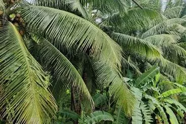 Hotel Nancowry Resort