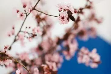 Turistihuoneistot Cherry Blossom   Backup Power Inverter