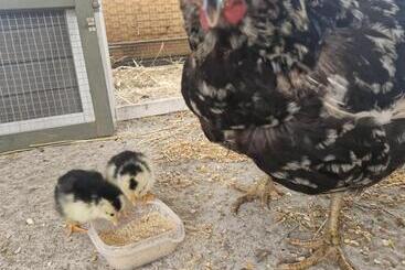 Appartamenti turistici Friesenparadies Fri Südliches Friesland