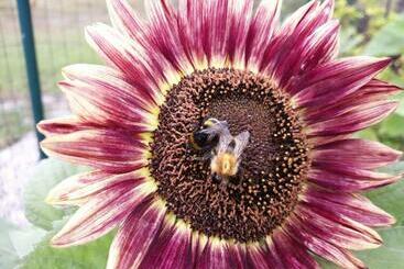 پانسیون Saulespuķe