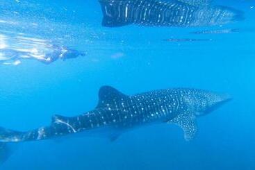 پانسیون Dhangethi Inn