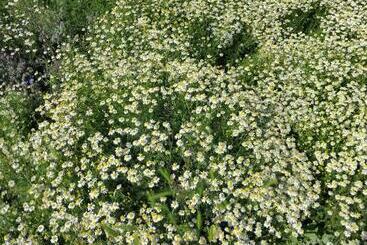 Agriturismo Affittacamere Barbarossa