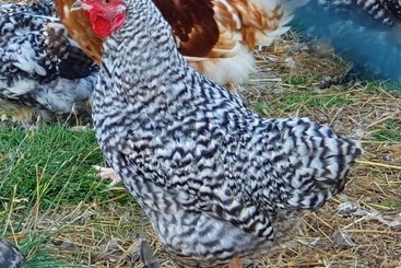 Turista apartmanok Double Decker Bus On An Alpaca Farm Sleeps 8, 5 Mins Drive To Dartmoor