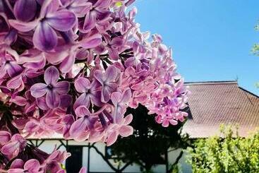 관광객 아파트 Ferienwohnung Zur Rebe