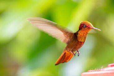 هتل Pax Guest House