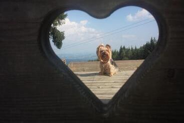 Aamiaismajoitus (B&B) Wald Panorama Zimmer
