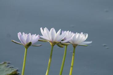 酒店 Corroboree Park Tavern