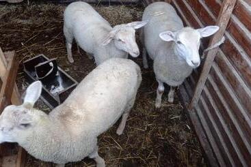 膳宿费 Ferme De Fenivou