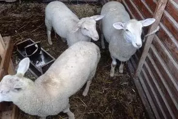 Majatalo Ferme De Fenivou