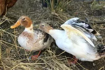 ペンション Cockburn Retreat Home 柏斯悠閒民宿