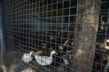 Aamiaismajoitus (B&B) Vanajyotsna Forest Home