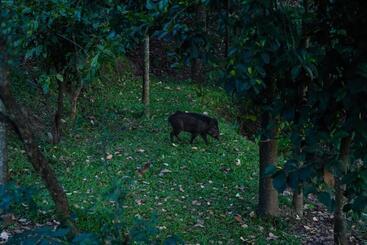 Bed and Breakfast Vanajyotsna Forest Home