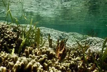 ベッドアンドブレックファースト Eden Jungle Lodge