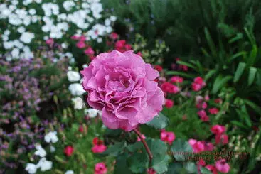 Апартаменты Balneaire Seaside Resort