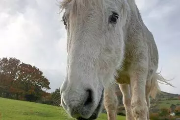 コテージ Idlewild Animal Sanctuary Farmhouse Stay   Charity