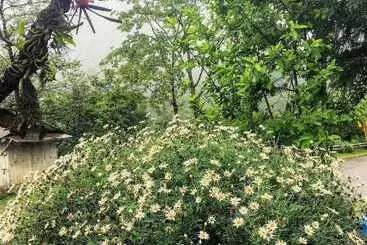 Hotel Goroomgo Imchen Guest House Kohima