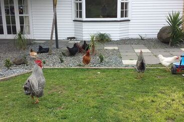 ペンション Koromatua Homestead