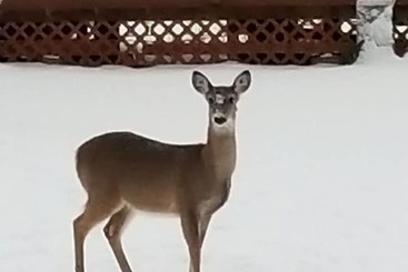 Vidéki Ház Fish Un Time Resort