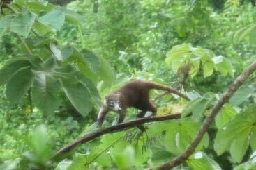 تختخواب و صبحانه Eden Tica Lodge