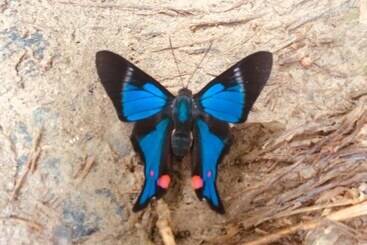 호텔 Huella Verde Rainforest Lodge