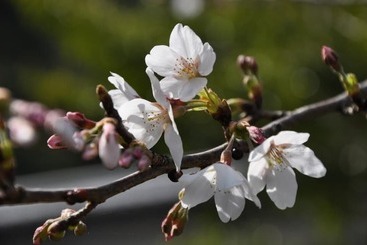Hotel Okumizuma Onsen