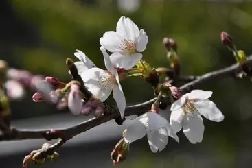 Отель Okumizuma Onsen