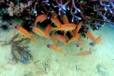 Auberge Bb Dorm Koh Kood