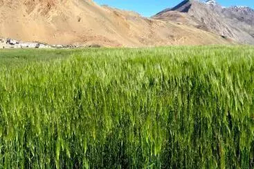 Tsomoriri Hotel Lake View
