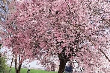 پانسیون La Corte Country Rooms