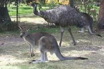 酒店 Heatherlie Cottages Halls Gap