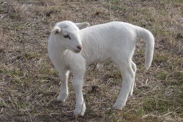 צימר The Oxley Estate