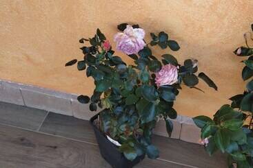 Сельский отель Agriturismo Vicino Al Mare Gulunie