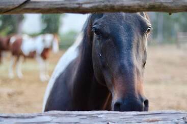 住宿加早餐 Bear Creek Guest Ranch