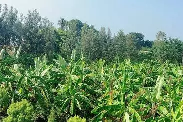 Sns Organic Farm Stay