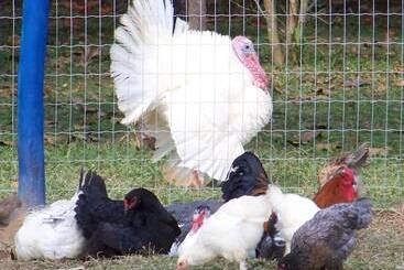 Szálloda Pousada Fazenda Florença