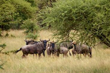 Отель Finfoot Lake Reserve By Dream Resorts