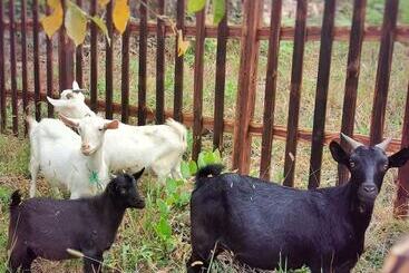 호텔 Dusit Thani Mogan Mountain