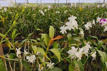 Nh16 Farm Stay And Restaurant