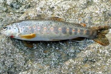 ペンション Himalayan Bunker, Dingcha Village, Tindar