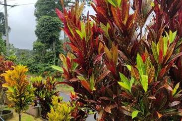 Pensão Nithin Homestay, 3 Bedrooms And 1 Living Room