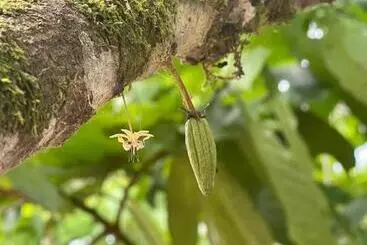 Aamiaismajoitus (B&B) Cacahua Paradise Lodge, Río Celeste