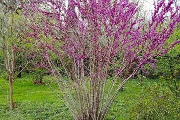 پانسیون Guesthouse Lasha