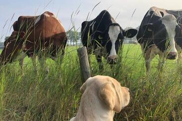 住宿加早餐  Brour&bos