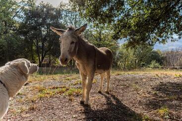 פנסיון Suite Rosas