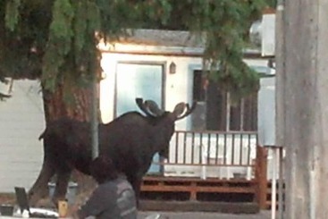 Little River Motel Saint Regis