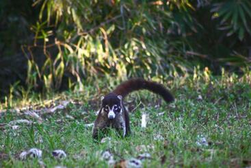מלון דירות Il Padrino Corcovado Rooms