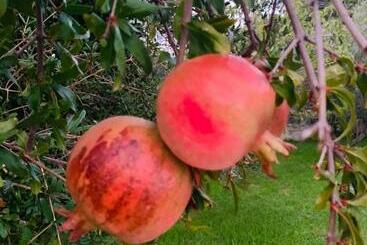 پانسیون Cottage Room Deluxe Con Parcheggio