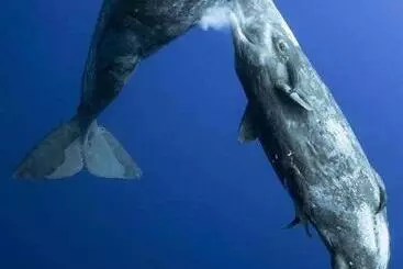 ホテル Whale Tours And Sport Fishing Vista Mag Bay