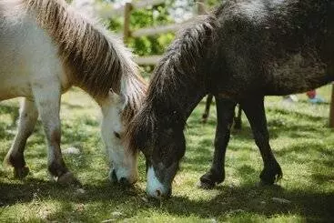 Majatalo Le Bois D Alice