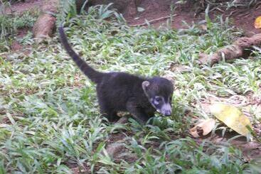 تختخواب و صبحانه El Tucan Jungle Lodge